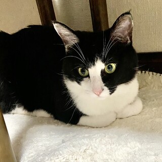 【アル】控えめに甘えてくれる白黒ハチワレ