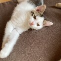 生後2ヶ月オス猫