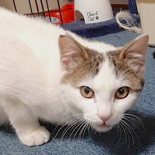 名前は　ももたろう　です【動画】