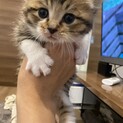 現在交渉中。一旦募集中止します。