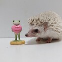 ハリネズミ1歳の女の子（新規募集停止）