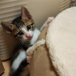 募集一時停止7週齢の仔達