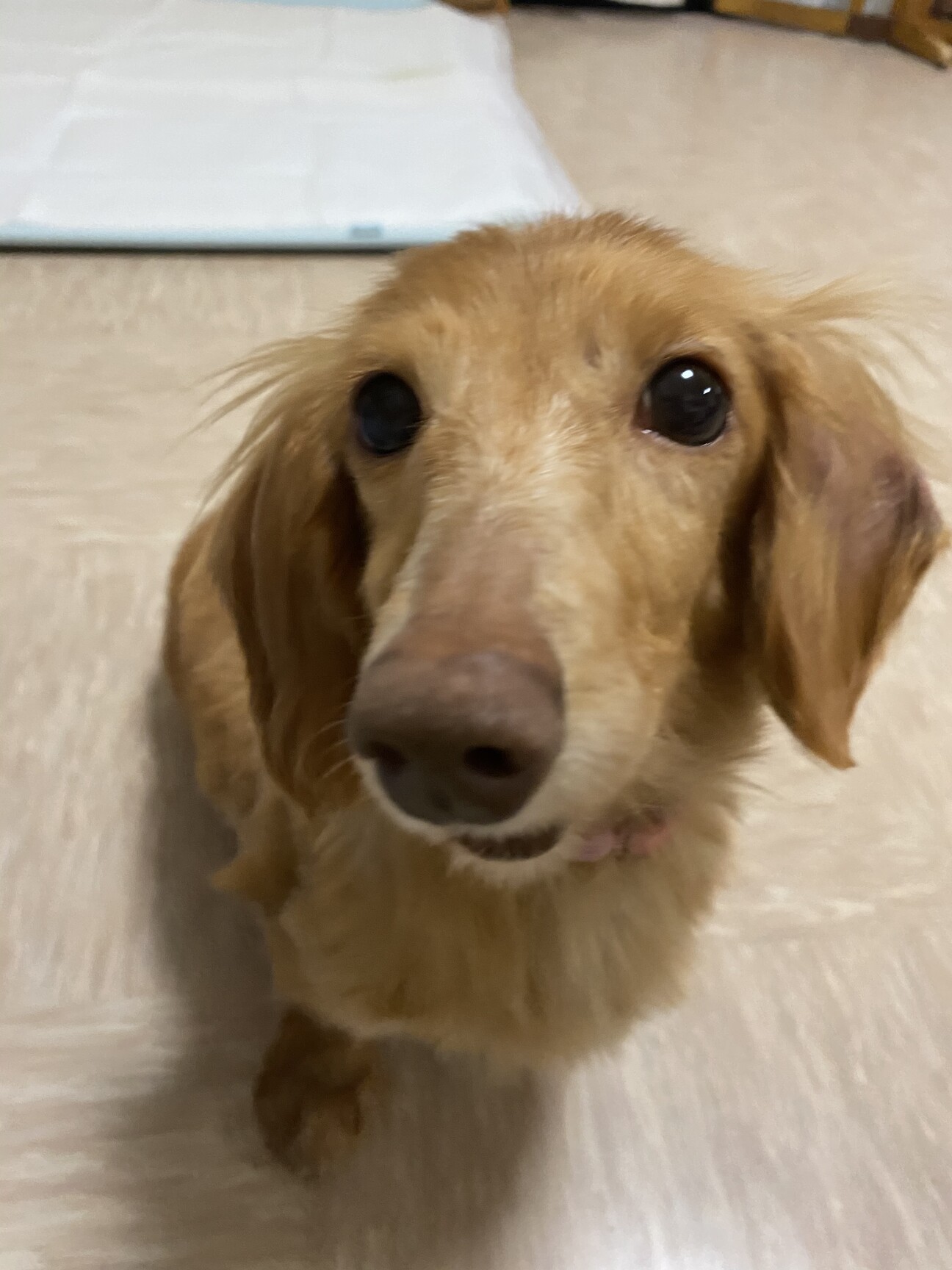 声帯切られてる控えめダッ 埼玉県 犬の里親募集 ペットのおうち 月間利用者150万人