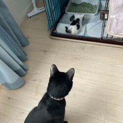 まつりさん、粛々とイエネコ業務をこなすＤＡＹ３