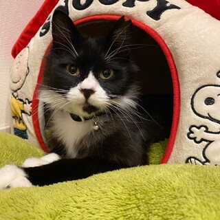 とても人が大好きなクロミちゃん