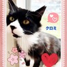 とても人が大好きなクロミちゃん サムネイル3