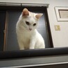 白猫ちゃんの里親募集中 サムネイル7
