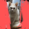 白猫ちゃんの里親募集中 サムネイル6