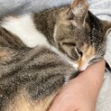 片時も離れたくない！甘えん坊のミケちゃん♡