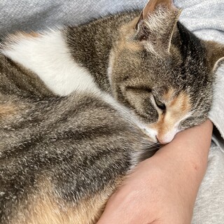 片時も離れたくない！甘えん坊のミケちゃん♡