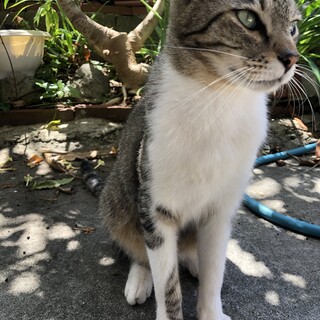 奥手な甘えん坊でハンサムボーイなこてつくん