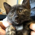 サビ猫ポポちゃん、ゴロゴロ言います