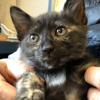 サビ猫ポポちゃん、ゴロゴロ言います