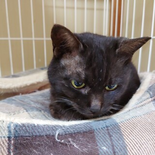 穏やかな性格＊ようかん＊