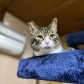 ✨かわいい瞳のマロンくんです❣️