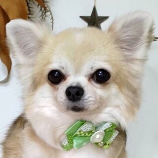 須賀川（すかがわ）ちょいぽちゃビビリちゃん