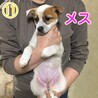 2カ月くらいの子犬達の家族募集！！ サムネイル2