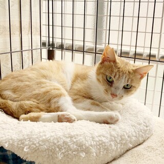 とっても可愛い 茶白の男の子