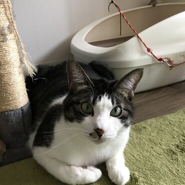 前足がかわいい、ニャンちゅう(´∀｀)
