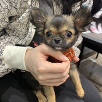 ぽんず