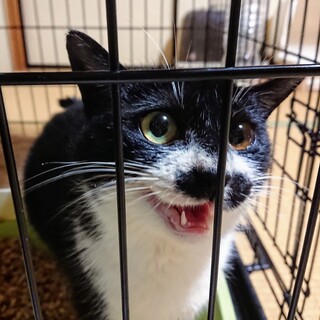 個性的でクセになるお顔＊ちょび＊