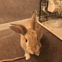 ネザーランドドワーフ　(1歳オス去勢済み)里親募集