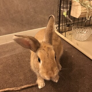 ネザーランドドワーフ　(1歳オス去勢済み)里親募集