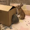 ネザーランドドワーフ　(1歳オス去勢済み)里親募集 サムネイル2