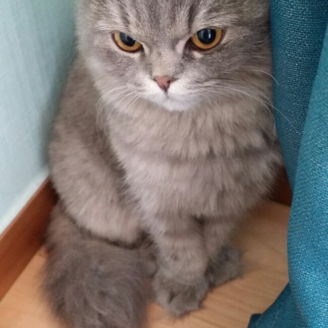 テナのカバー写真
