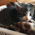 生後3週間ほど ふわふわ子猫