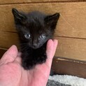 人懐っこい元気なまっくろくろすけ子猫ちゃん