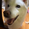 ルークレモンハニー