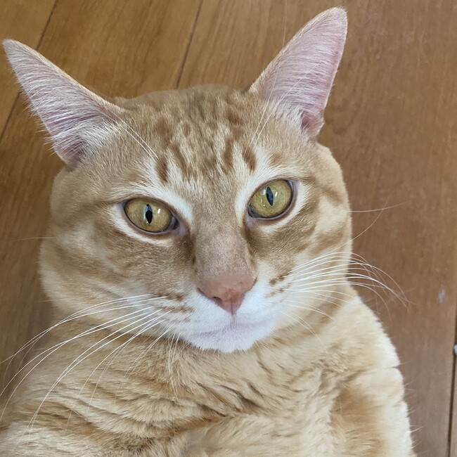 ルークレモンハニーのカバー写真
