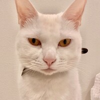 もも
