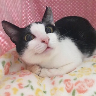 【一時募集停止】小柄なレディ『しおん』ちゃん