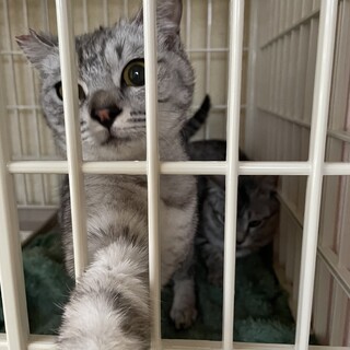 高齢のおばあちゃんが猫を増やしてしまいました