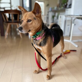 人が大好きな女の子「くるみ」