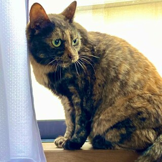 ★サビ猫女の子★ぽんずちゃん★ 5歳くらい