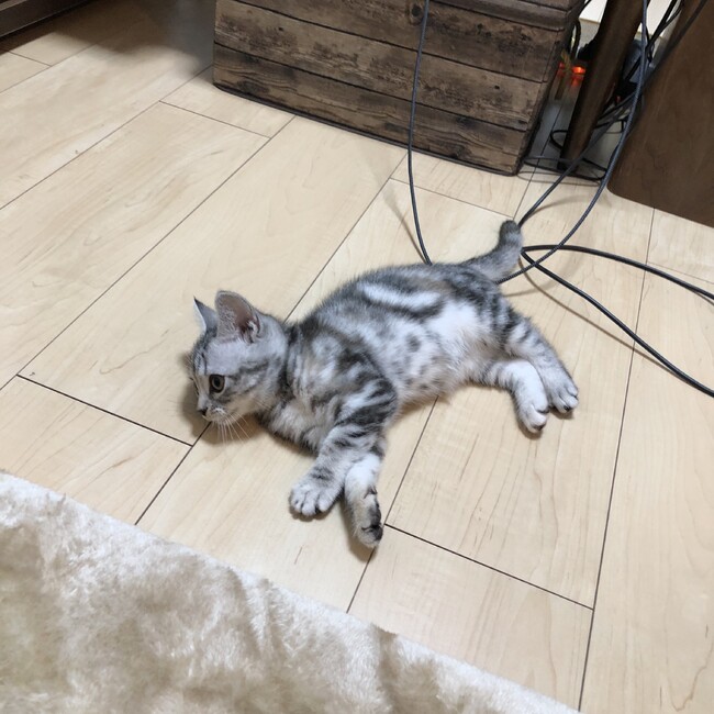 ヤワタシュンスケのカバー写真