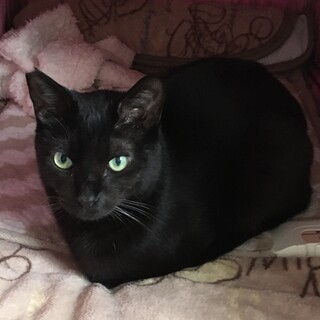 募集停止中⭐️優しく綺麗な黒猫・男の子2才