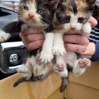 一時停止中 くっきり三毛猫姉妹　いろはとなのは