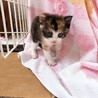 一時停止中 くっきり三毛猫姉妹　いろはとなのは サムネイル2