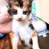 一時停止中 くっきり三毛猫姉妹　いろはとなのは サムネイル5