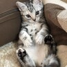 ヤワタシュンスケ