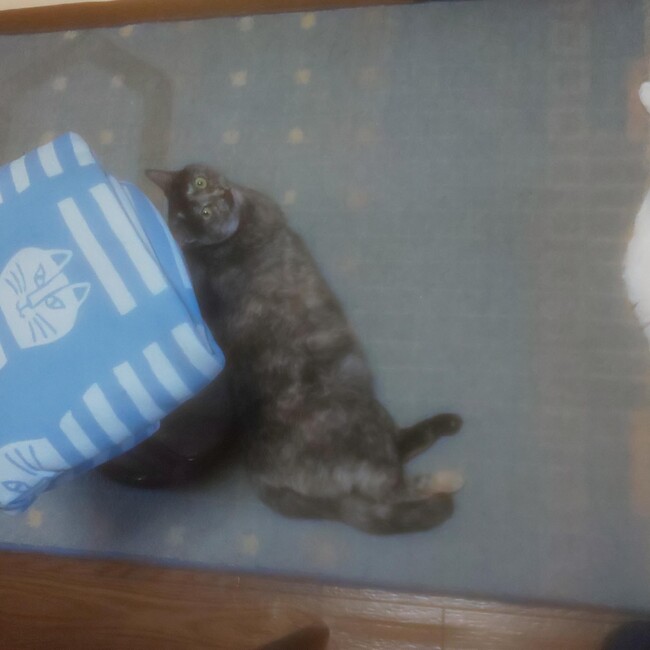 川原美貴のカバー写真