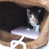 一時停止中 くっきり三毛猫姉妹　いろはとなのは サムネイル3