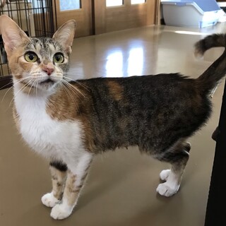 三毛猫スリスリ甘えん坊のななちゃん
