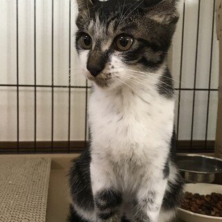 元気いっぱい甘えん坊男の子　ごまちゃん