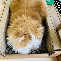 「マリー、うちの子記念日」サムネイル3