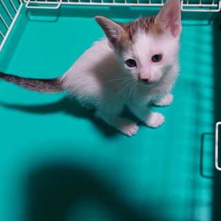 キジ兄妹○つき＆さくら○